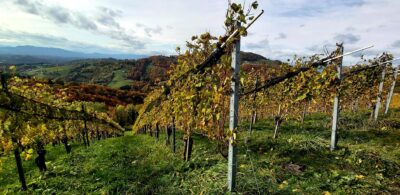 Weinseife Sauvignon Blanc(Weingut Michi Lorenz Kitzeck) – Bild 3